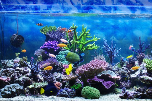 aquariumwater.jpg