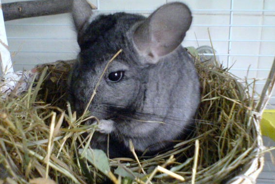 Chinchilla Diet Vegetables And Fish