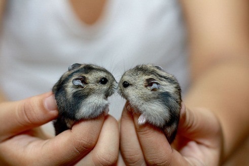 The Lifespan of Dwarf Hamsters - Little Bundles of Cuteness - Pet