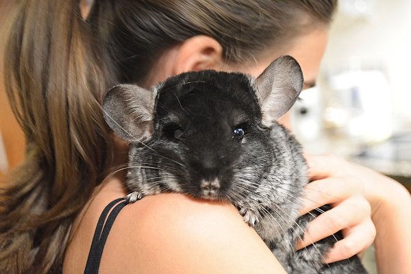african chinchillas