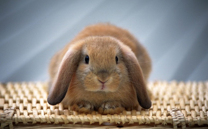 Chinchilla For Sale >> Pet Habitat South Africa Chinchilla For Sale >> Pet Habitat South Africa
