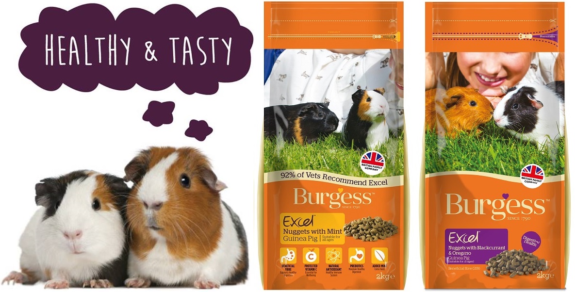Vitamin C Deficiency Symptoms In Guinea Pigs