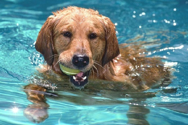 dogswimming.jpg