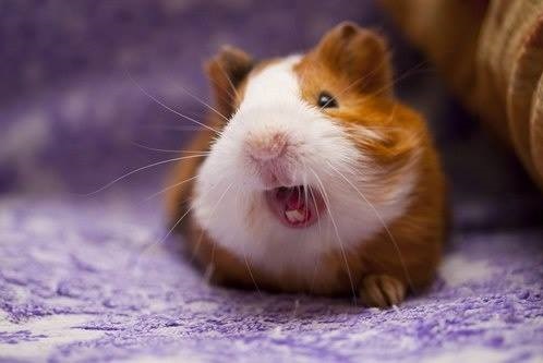 guineapigyawn2.jpg