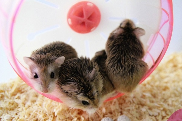 hamstersmells.jpg
