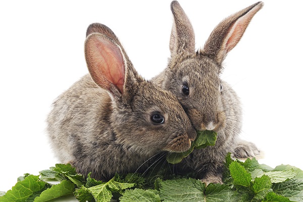 rabbitseatingleaves.jpg