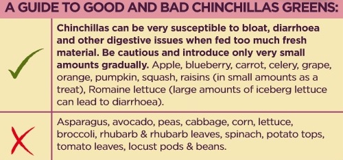 chinchilla food list