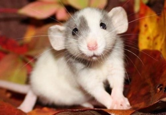 34 HQ Images Dumbo Pet Rats For Sale / 2 cute dumbo rats and large cage for sale | Wallsend, Tyne ...