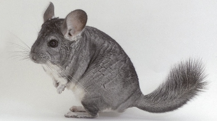african chinchillas