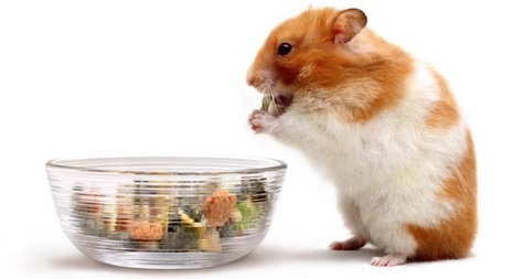 Golden Syrian Hamster » Pet Profile: Cage, Food, Lifespan