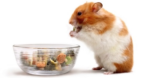 Hamster food best sale