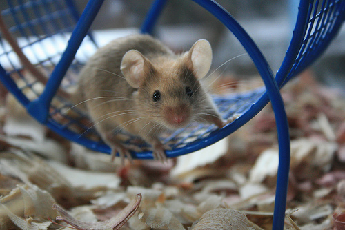 pet mice supplies